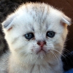 scottish fold