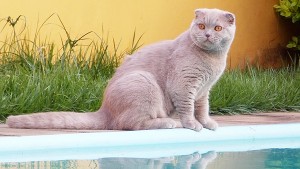 Gulliver - Scottish Fold Lilac