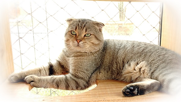 Bem-vindo ao Catway – Scottish Fold / British Shorthair