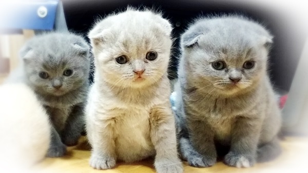 Filhotes Disponíveis: Scottish Fold e Scottish Straight