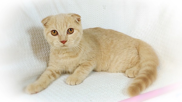 Scottish Fold