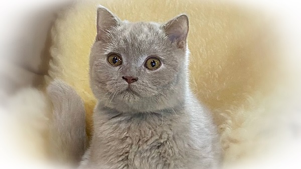 Scottish Fold - Conheça mais sobre os gatos Scottish Fold